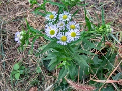 Erigeron annuus