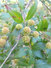 Cephalanthus glabratus