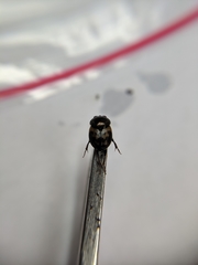 Parascatonomus klapperichi