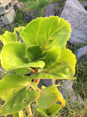 Kalanchoe carnea