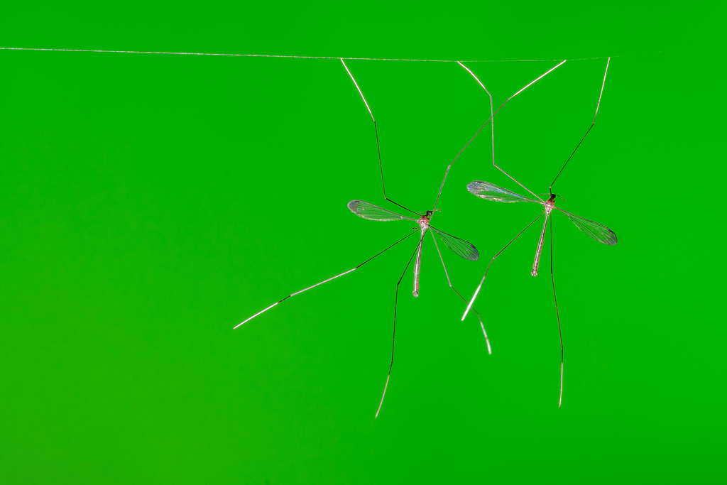 Thrypticomyia arachnophila