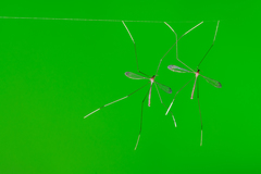 Thrypticomyia arachnophila