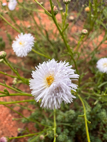 Minuria denticulata observed 2024-08-06