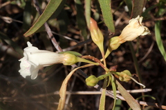 Eremophila bignoniiflora