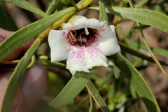 Eremophila bignoniiflora