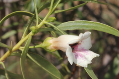 Eremophila bignoniiflora