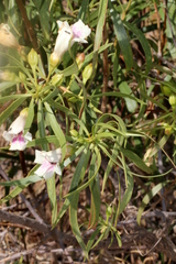 Eremophila bignoniiflora