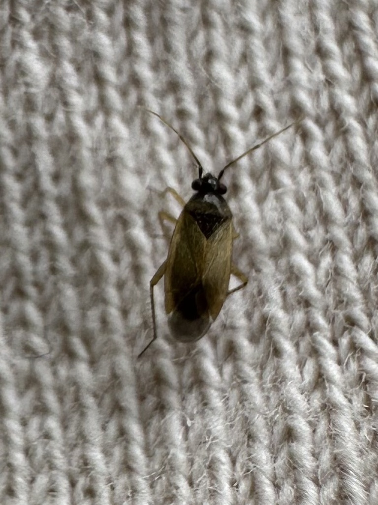 Plagiognathus suffuscipennis
