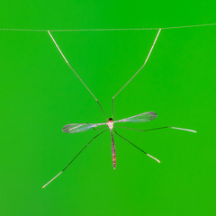 Thrypticomyia arachnophila