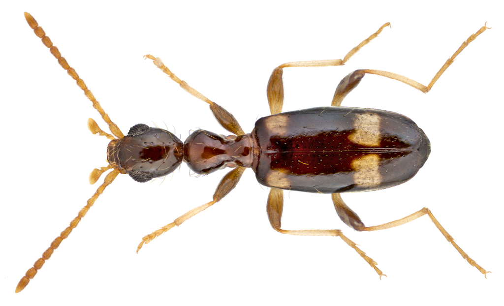 Leptaleus klugi