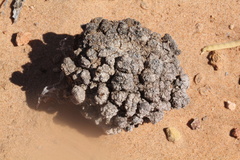 Cystococcus pomiformis