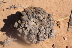 Cystococcus pomiformis