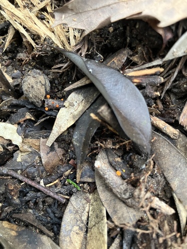 Dicephalospora rufocornea