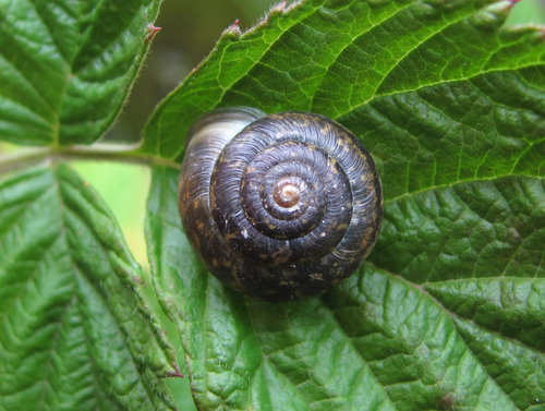 Teberdinia flavolimbata