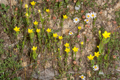 Centaurium maritimum
