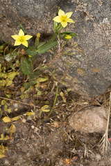 Centaurium maritimum