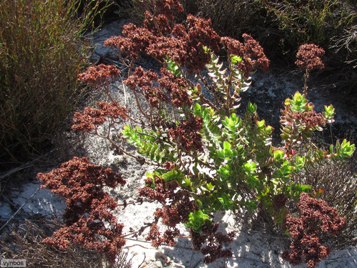 Crassula undulata