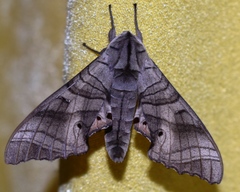 Marumba dyras