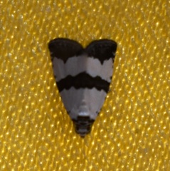 Maliattha quadripartita