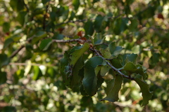 Prunus ilicifolia ilicifolia