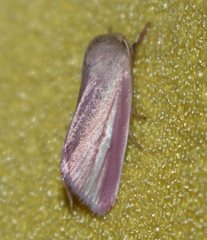 Heliothis roseivena