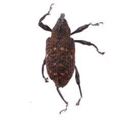 Curculionidae