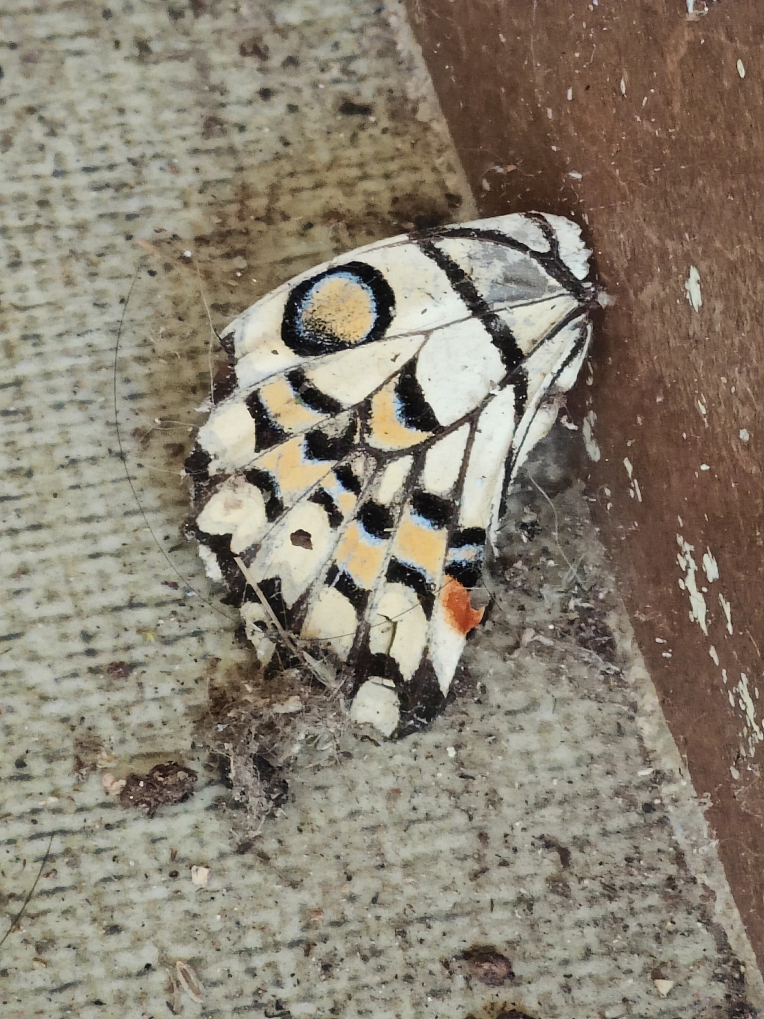 Lime Swallowtail