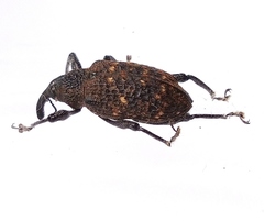 Curculionidae