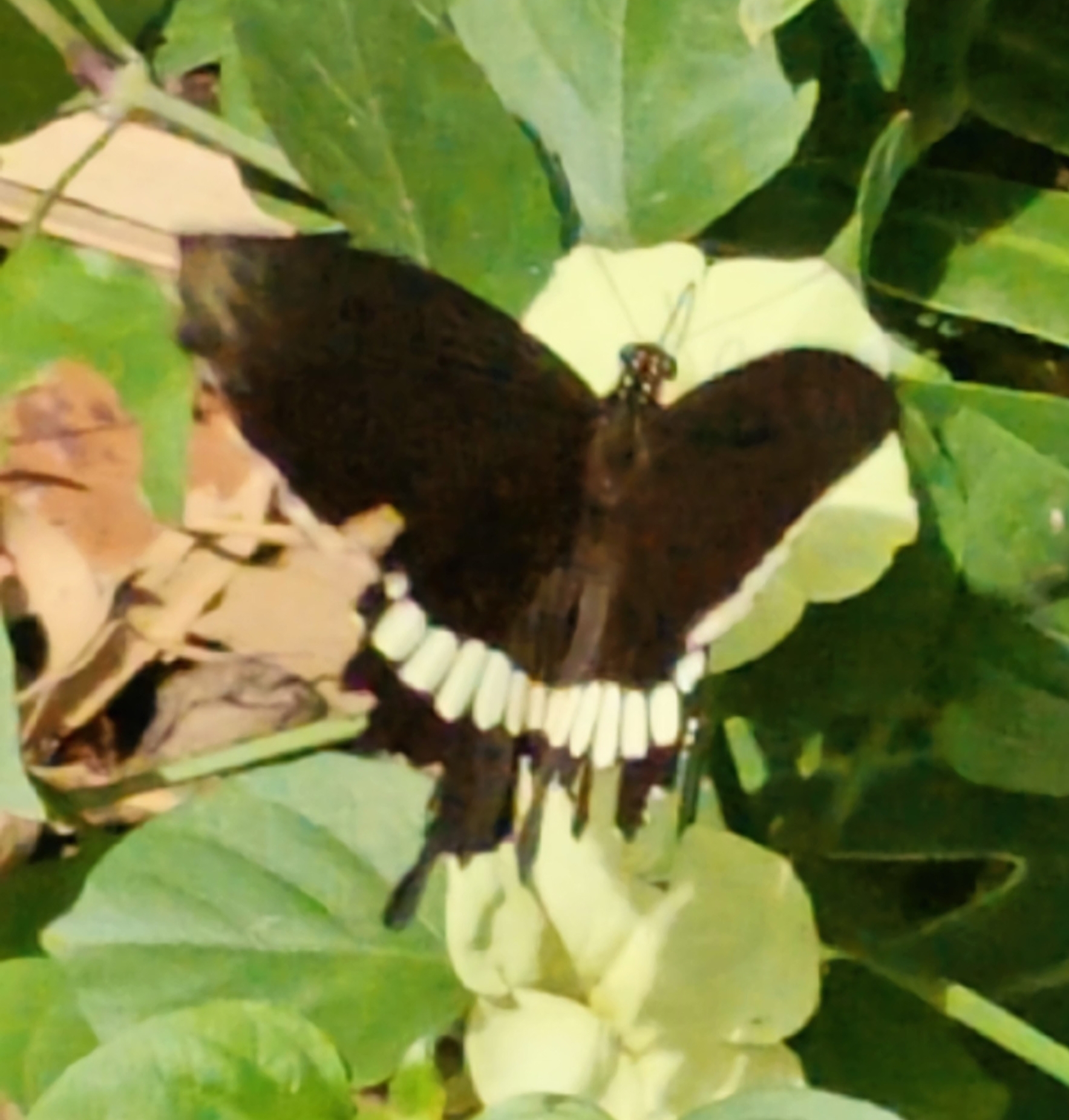 Common Mormon