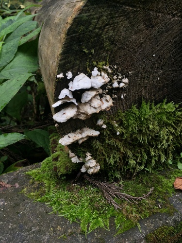 Fungi