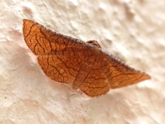 Hypolamprus