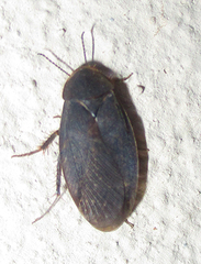 Corydiidae