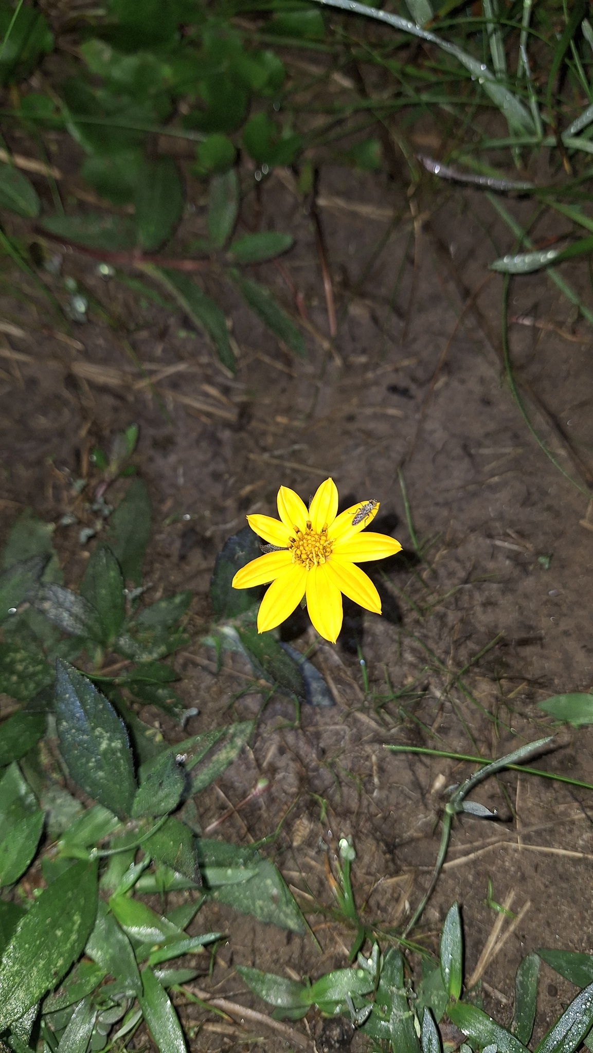 Aspilia montevidensis