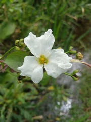Echinodorus grandiflorus