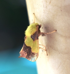 Aergina hilaris