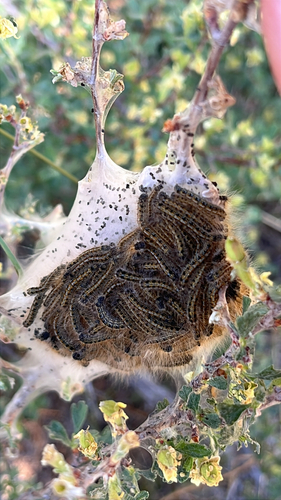 iNaturalist observation photo of Western Tent Caterpillar Moth