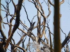 Strepera versicolor melanoptera