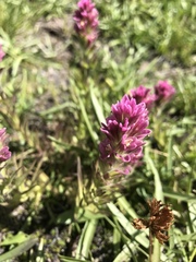 Castilleja lassenensis