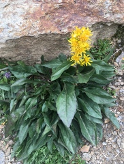 Solidago virgaurea minuta