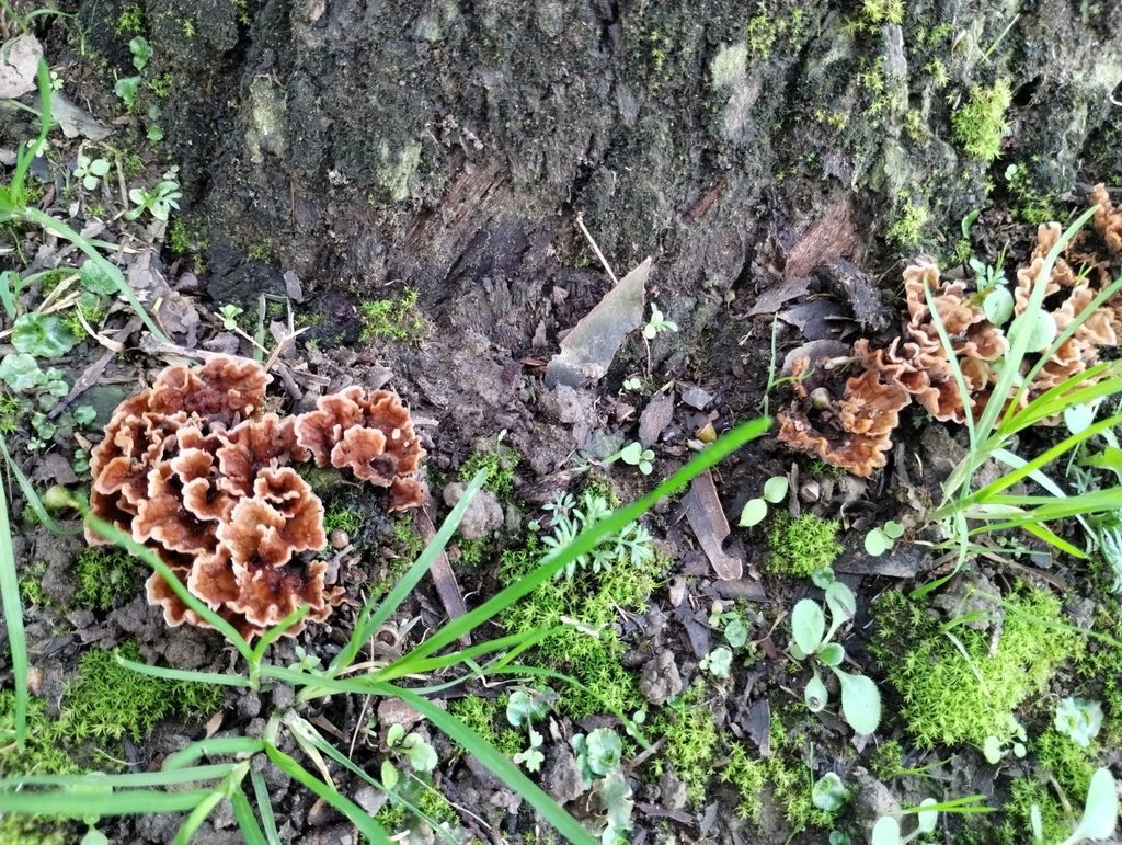 Podoscypha petalodes · June 2025 · photo: © notdoriangray (iNaturalist, cc-by)