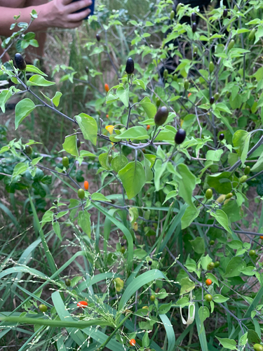 Capsicum chacoense, photograph 3