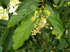 Microcos paniculata