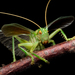Raspy Crickets - Photo (c) Ryosuke Kuwahara, some rights reserved (CC BY-NC)