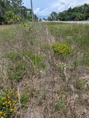 Lantana × polyacantha, photograph Scott Allen Davis, CC BY, iNaturalist via GBIF