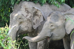 Elephas maximus borneensis