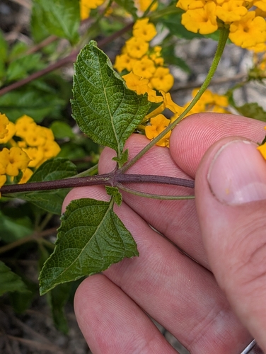 Lantana × polyacantha, photograph 6