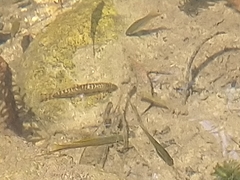 Liniparhomaloptera disparis