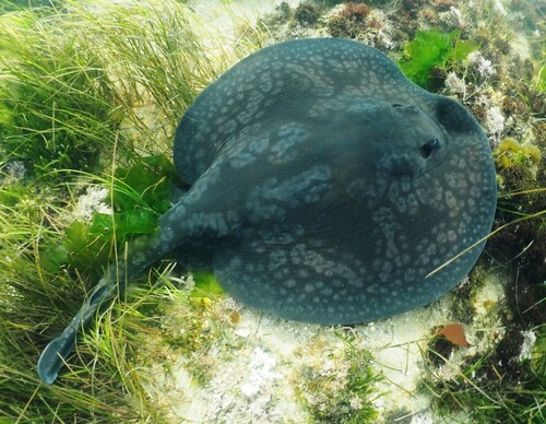 Spotted stingaree (Urolophus gigas) — Urolophidae — 3