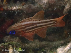 Ostorhinchus compressus