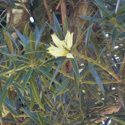 Podocarpus angustifolius